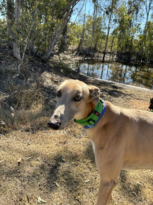 Photo of Dudley
