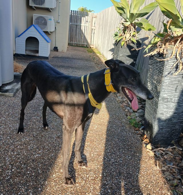 Photo of Bindi