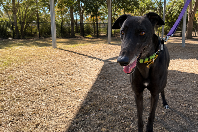 Photo of Onyx