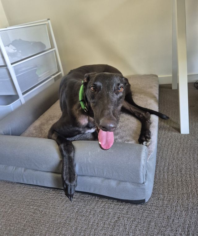 Photo of Albie