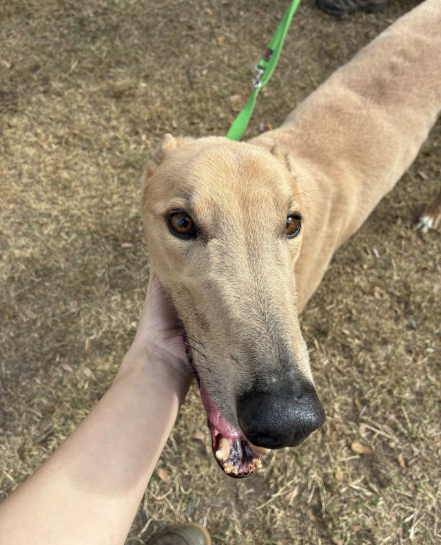 Photo of Bowolf