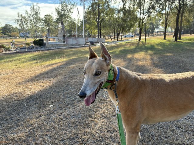 Photo of Cookie