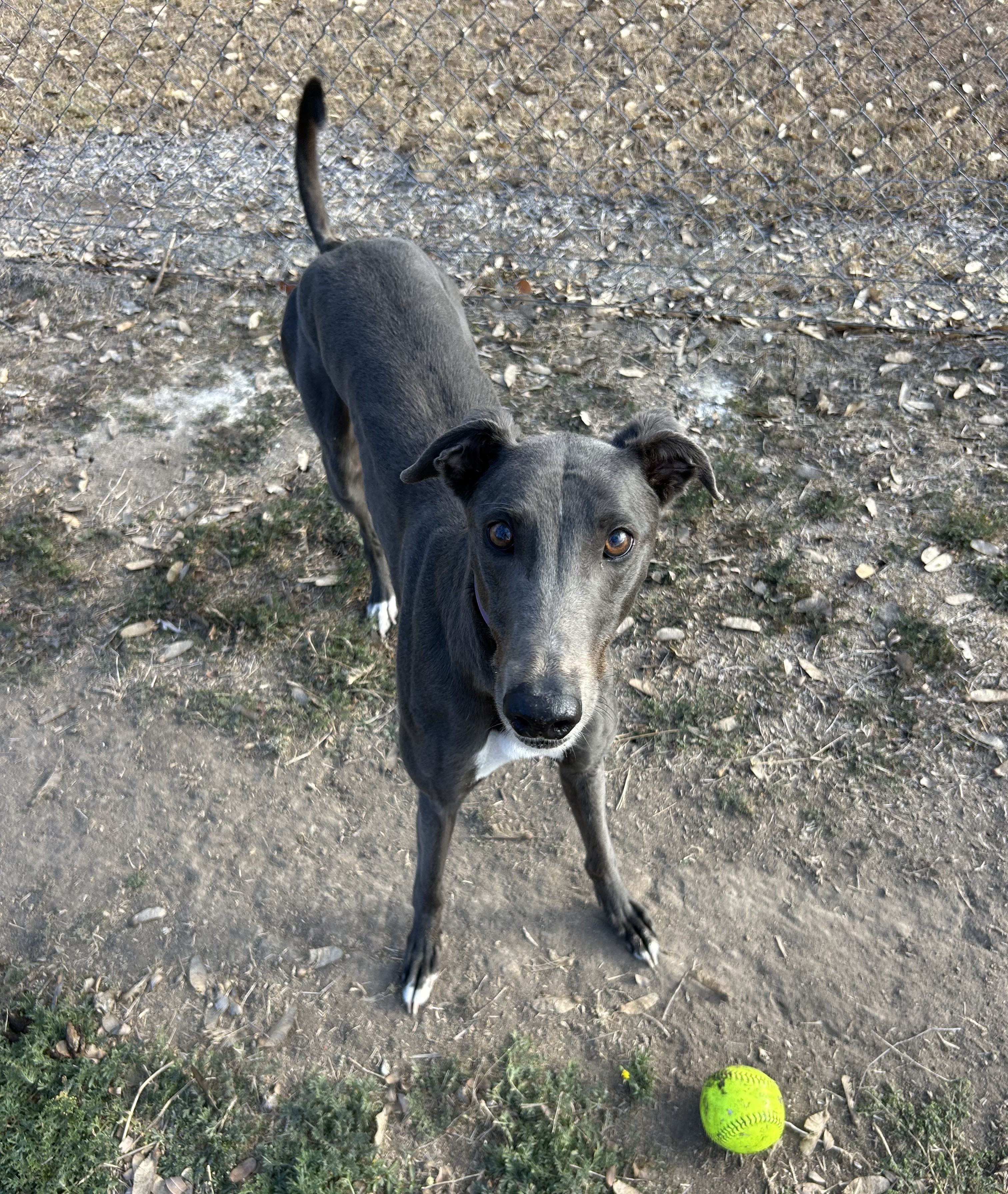 Image of Bluey