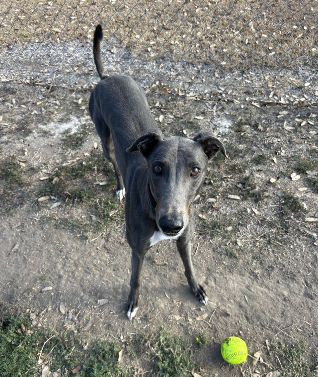 Photo of Bluey