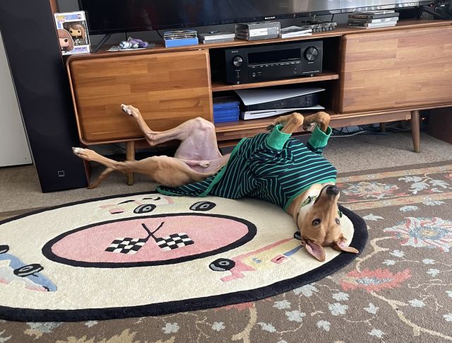 Photo of Tommy