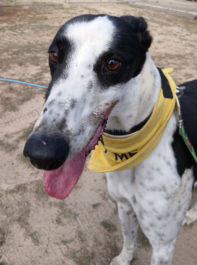 Photo of Alfie