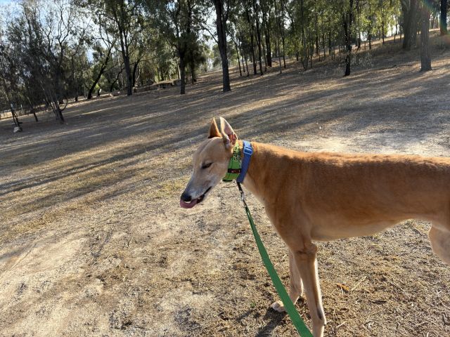 Photo of Cookie