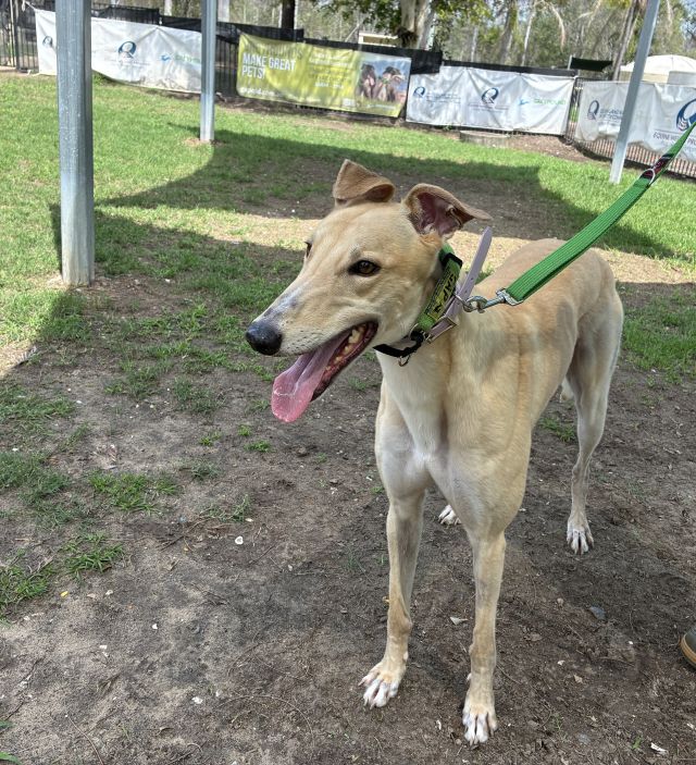 Photo of Digger
