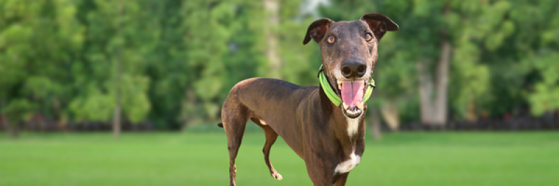 Host a Hound for NGAM
