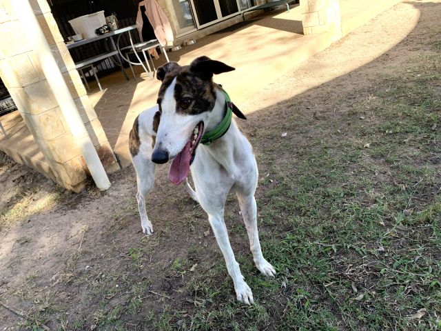 Photo of Dozer