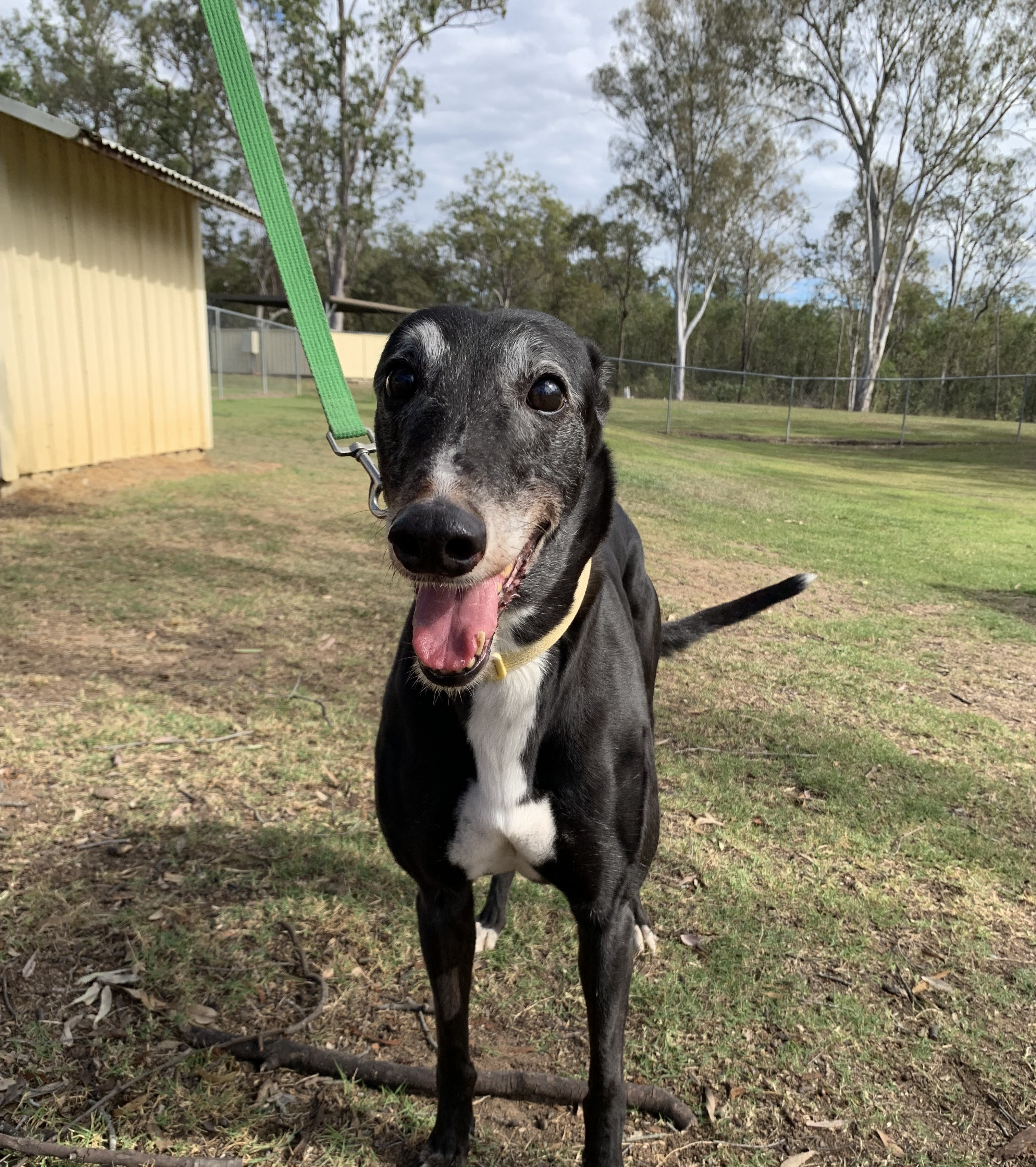 Image of Darcy