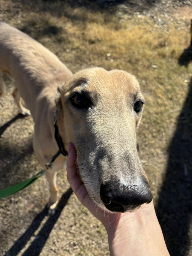 Photo of Dudley