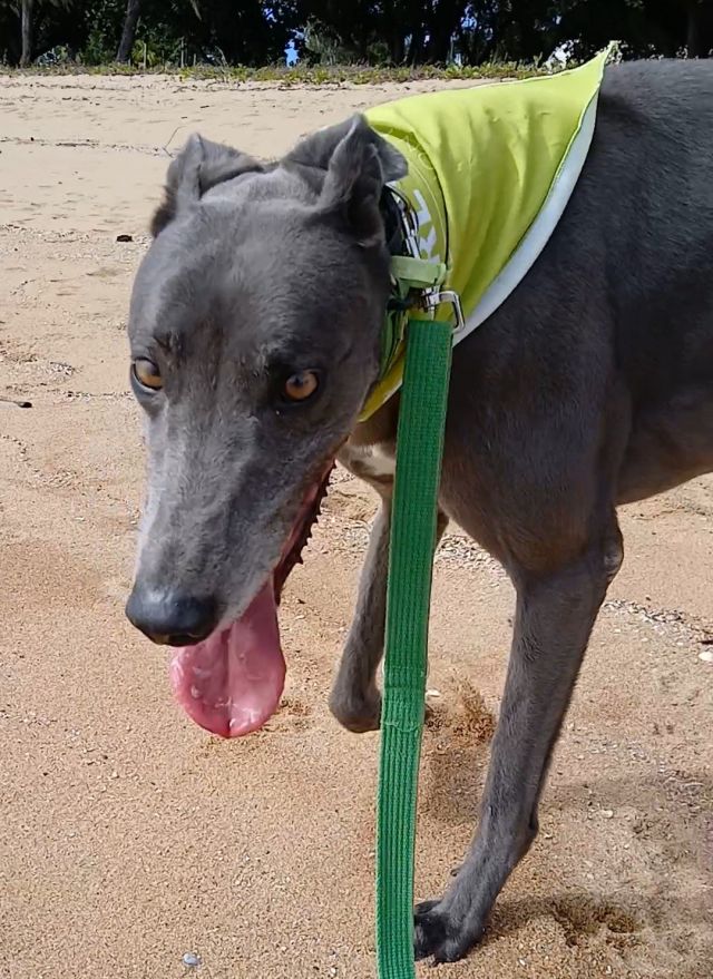 Photo of Tommy