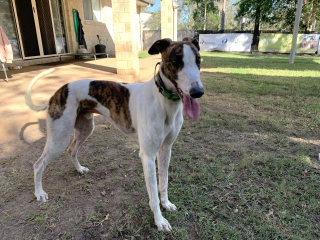 Photo of Dozer