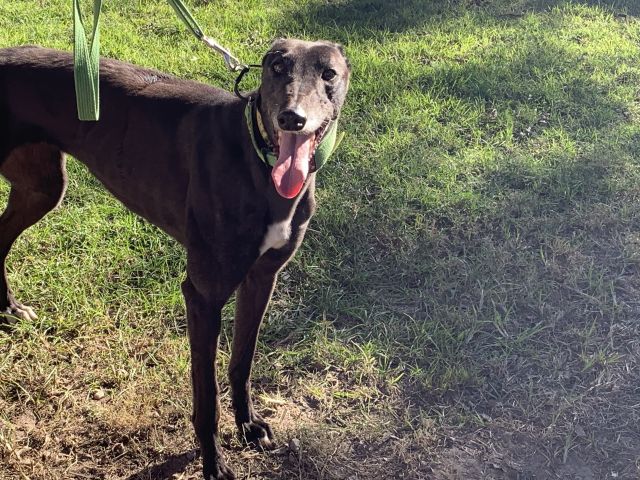 Photo of Willow