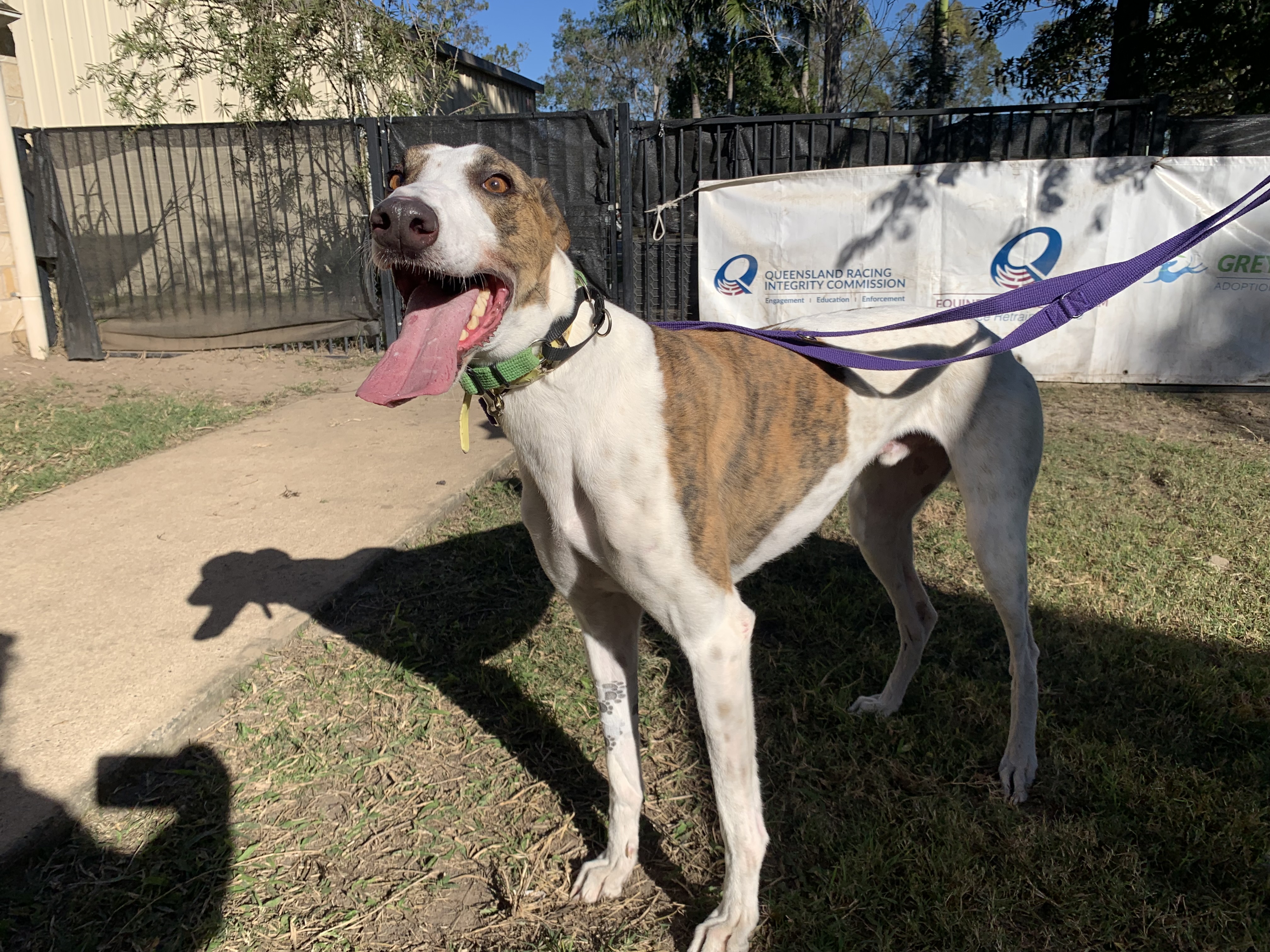 Image of Tyson