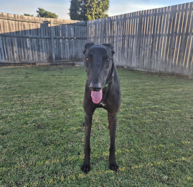 Photo of Albie