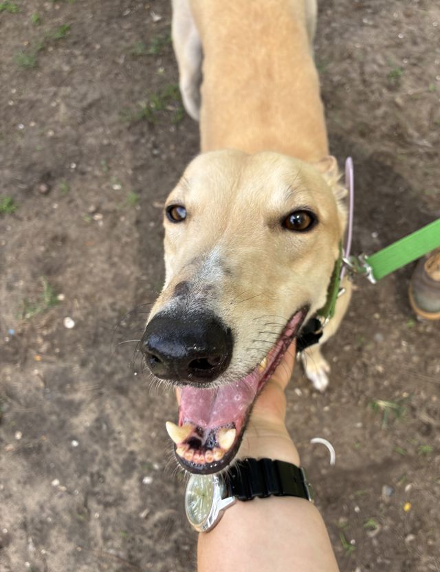Photo of Digger