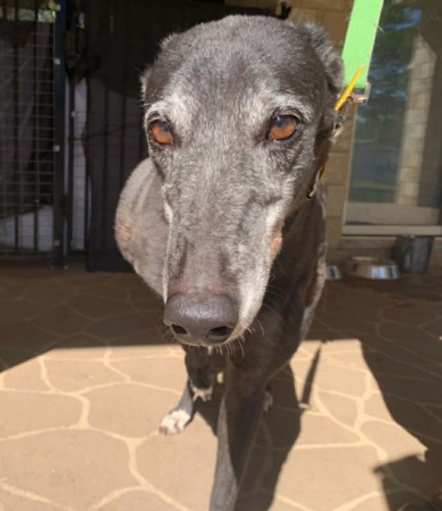 Photo of Daisy