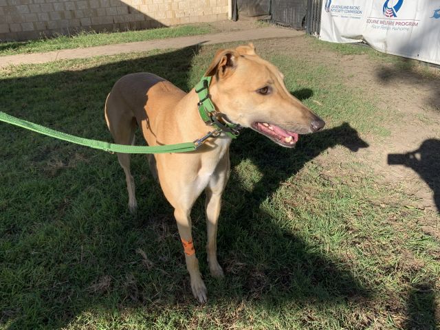 Photo of Jet