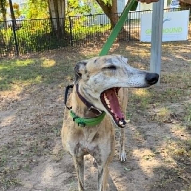 Photo of Penny