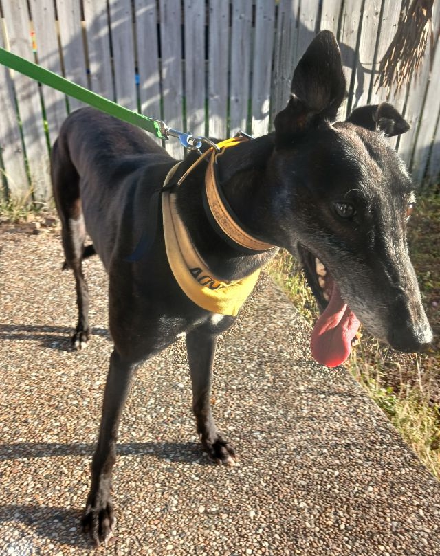 Photo of Bindi