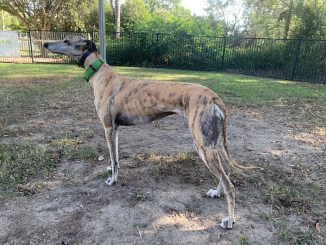 Photo of Penny