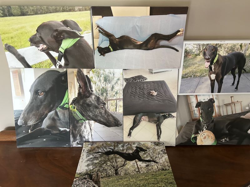 Photos of previous greyhounds Craig fostered