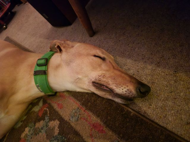 Photo of Tommy