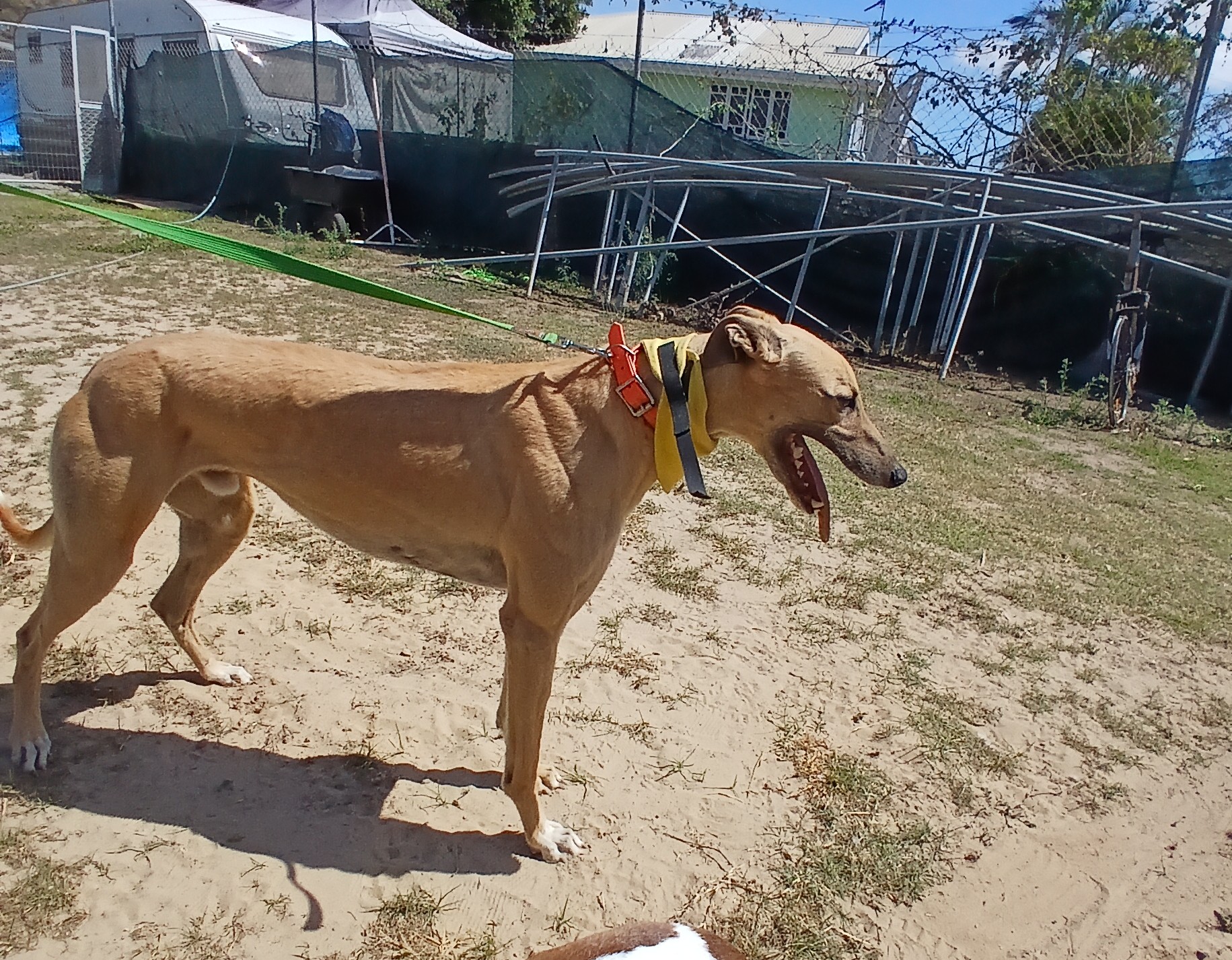 Image of Pogo