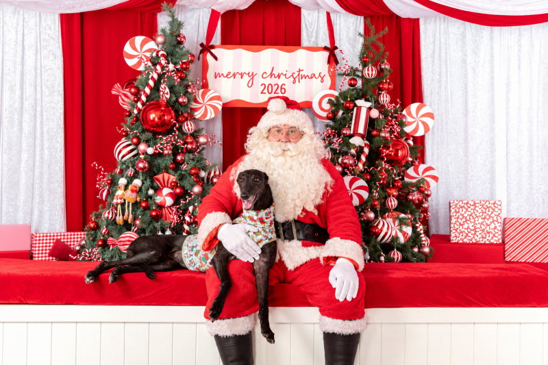 Host a Hound for Christmas