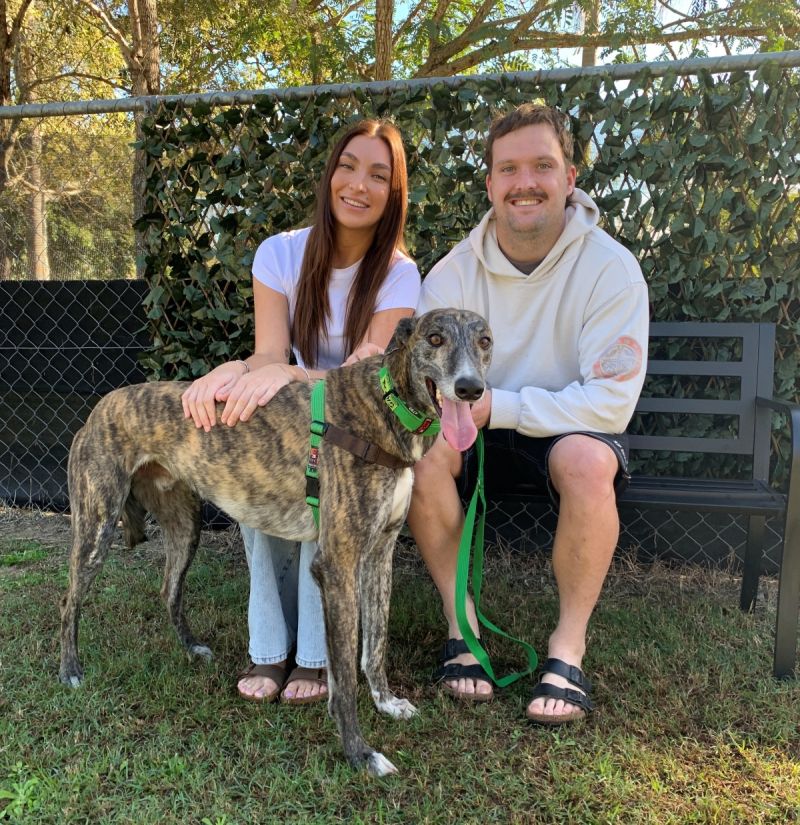 Greyhound Pop getting ready to go out to his new foster home