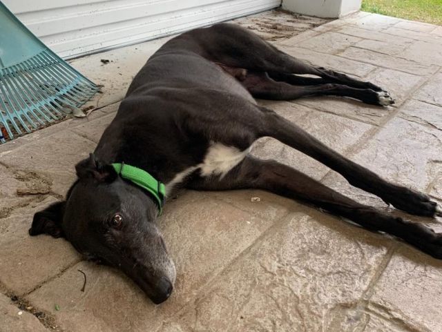 Photo of Ernie
