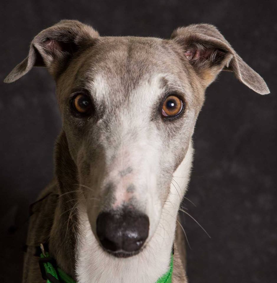 GAP Adoption Day - Greyhound Adoption Program