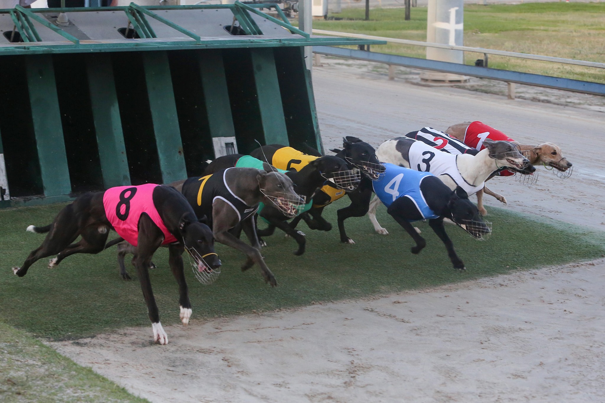 Retire your greyhounds to GAP