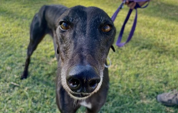 December'05 - Greyhounds Queensland