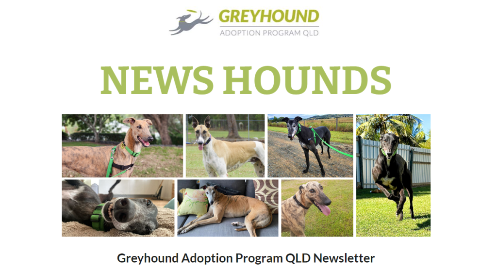 News Hounds – March 2025 Edition