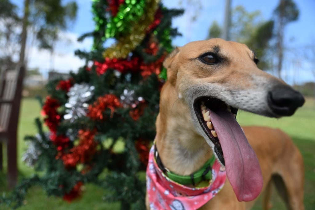 Host a Hound for the Holidays