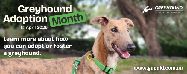 April is National Greyhound Adoption Month