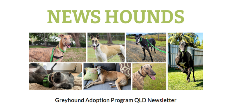 News Hounds – July 2025 Edition