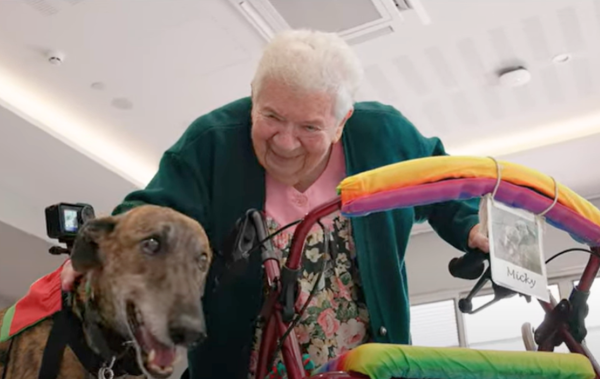 Cairo, the Delta Therapy Greyhound
