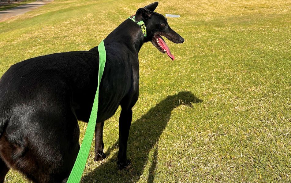 National Black Dog Day: Celebrating Black Greyhounds